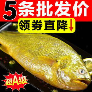5条黄花鱼新鲜冷冻深海3条大黄鱼整箱东海正宗黄花鱼冷冻海鲜水产