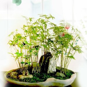 水培米竹懒人水培米竹水养竹植物室内米竹苗盆景竹子小型米竹盆栽