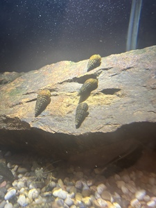 韩蜷螺 淡水螺 清理藻类 饲料残渣 黑龙江流域冷水螺