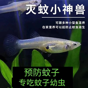 麦穗鱼食蚊鱼原生观赏鱼活体喂乌龟龙鱼开口饲料