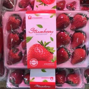 新鲜水果丹东99草莓新鲜奶油红颜牛奶大草莓现摘九九草莓1.6斤