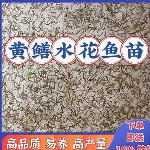 黄鳝水花苗 稻田黄鳝苗小苗纯天然野生农村稻田水产 小黄鳝苗淡水