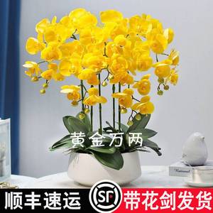 新品大花蝴蝶兰带花剑花苞花卉盆栽阳台客厅室内四季开花好养活