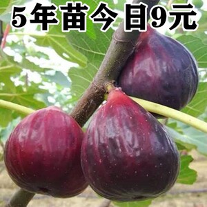 无花果苖特大波姬红南方北方四季阳台盆栽种植水果果树苖当年结果