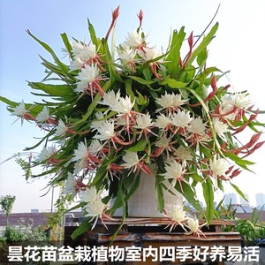 昙花苗花卉盆栽植物室内阳台庭院四季好养易活小叶令箭荷花带花苞