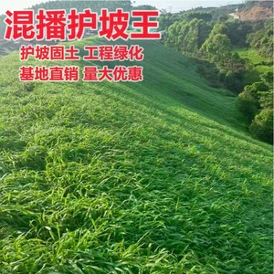 草籽护坡四季常青绿化固土高羊茅狗牙根黑麦草皮草子种籽草坪种子