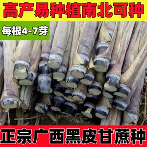 甘蔗种苗正宗多汁广西黑皮甘蔗种易种植黄皮节长超甜南北方甘蔗苗