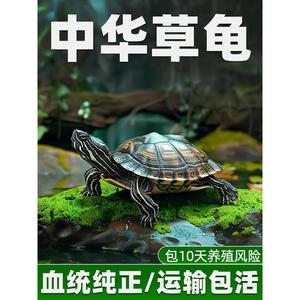 中华草龟活体小乌龟宠物观赏龟金线龟好养耐活长寿龟外塘草龟苗