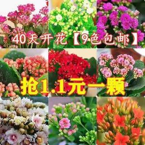 进口【长寿花 9棵装】盆栽植物重瓣长寿花苗盆栽花卉绿植四季开花