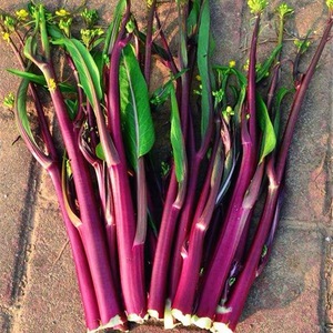 红菜苔种子红菜心紫菜薹红油菜芯籽紫菘四季易种早熟高产蔬菜种子
