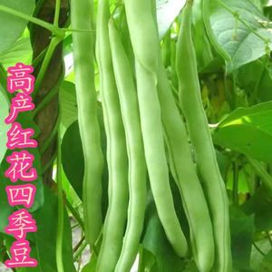 高产早熟爬藤红花白荚四季豆种子农家菜园大棚春秋四季播种蔬菜籽