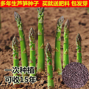 芦笋种子四季种植蔬菜之王进口绿芦笋种籽抗热耐寒高营养蔬菜种子