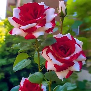 月季盆栽花苗特大花月季花开花浓香超大室内玫瑰大花绯扇粉扇庭院
