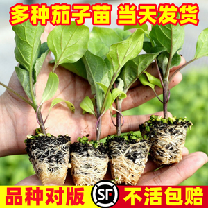 茄子苗蔬菜幼苗秧苗黑贵人长茄苗种籽线茄孑圆茄辣椒黄瓜番茄种