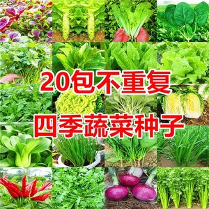 蔬菜种子10袋四季播种阳台盆栽农家菜地菠菜大白菜香菜生菜籽