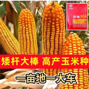 国审郑单958玉米种子原装正品矮杆抗旱耐涝耐高温饲料粮饲兼用