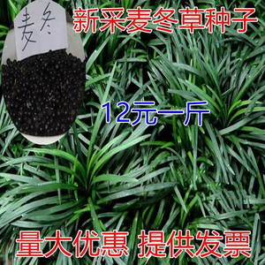 新采麦冬草种子多年生宽叶矮化金边麦冬草籽日本矮麦冬苗绿化种籽