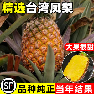 台湾金钻凤梨苗阳台庭院盆栽 地菠萝果树苗南方盆栽地栽带叶