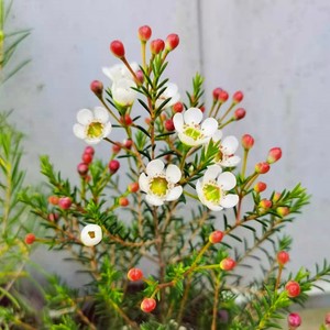 澳洲腊梅盆栽 澳梅阳台多年生观花植物风蜡花金彩梅花3颜色