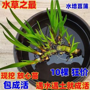 龙根菖蒲盆景龟景植物石苔藓绿植养水草四季盆栽水培草微景观