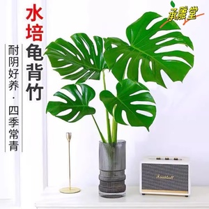 龟背竹盆栽大型绿植大叶富贵竹土培水培植物四季常青好养室内客厅