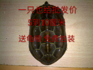 中华草龟外塘长寿龟招财宠物观赏龟巴西水龟龟蛋墨龟苗1-20厘米