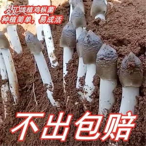 四季云南原种鸡枞菌菌种家种新鲜蘑菇菌包可室内室外庭院野外种植