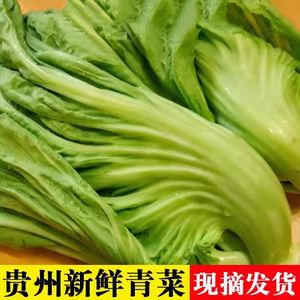 贵州新鲜青菜包芯芥菜盖菜大叶青菜叶子菜新鲜蔬菜做酸菜腌菜泡菜