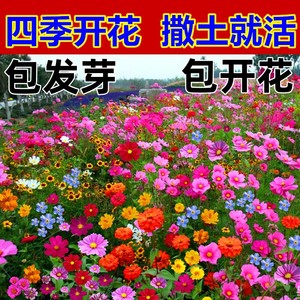 野花组合种子多年生四季易播种开花波斯菊格桑花百日草花种籽子孑