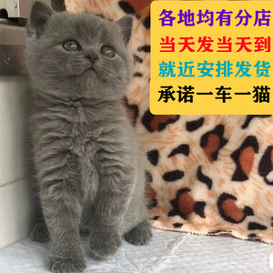 蓝猫活体猫咪幼崽蓝猫英短蓝猫宠物猫幼猫家养小猫咪活物蓝猫家养