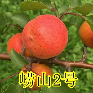 杏树苗新品种崂山2号凯特杏树早红蜜香气浓甜杏子苗早红杏果树苗