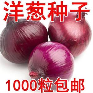 四季红皮洋葱特大紫皮圆葱盆栽阳台高产蔬菜种籽早熟耐寒易种