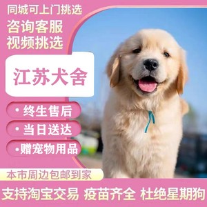 【江苏犬舍】金毛幼犬赛级纯种宠物狗活幼体小狗动物活的活物狗狗