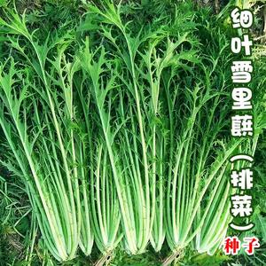 雪菜种子小叶梅菜农家大叶雪里蕻红菜种籽青菜春季四季蔬菜种孑