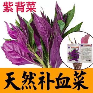 天然蔬菜紫背菜种子天葵血皮菜红凤菜四川特色营养观音菜蔬菜种籽