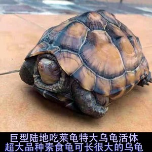 特大乌龟陆地吃菜龟巨型宠物龟下蛋草龟龟长寿镇宅龟食用