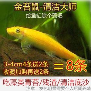 金台鼠鱼清道夫吃屎鱼青苔水藻鱼吃脏东西的鱼翻沙工具鱼不容易死