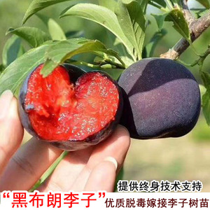 黑布林李子苗红肉黑布朗庭院盆地栽南方北方种植耐寒特大果树苗