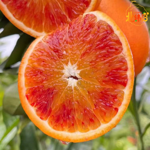 四川宜宾南溪血橙特产8斤新鲜现摘水果皮薄肉细塔罗科区核心产区