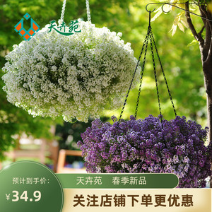 北京天卉苑 香雪球盆栽苗可越夏日中性植物矮生匍匐可垂吊花卉