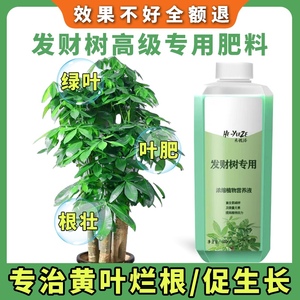 发财树肥料专用肥营养液植物叶子发黄烂根怎么办金钱树通用型花肥