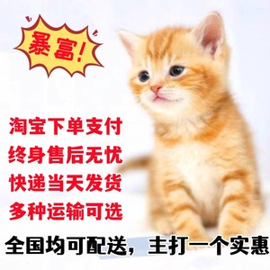 橘猫幼崽中华田园猫狸花猫活体纯黑猫白猫奶牛猫三花小可爱捕鼠猫