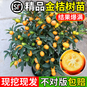 无籽脆皮金桔树树苗广西脆蜜砂糖橘果树橘子果苗可吃食用四季盆栽