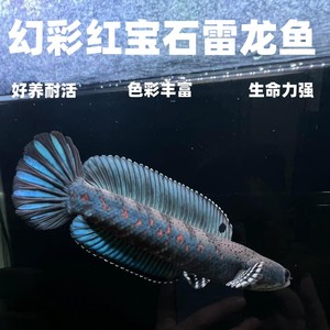 幻彩红宝石黄唇幻彩蓝宝石雷龙巴卡火背阿萨姆雷龙精品活体鱼好活