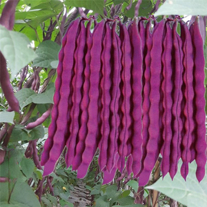 紫芸豆种子四季豆种子高产芸豆红玉春秋紫豆角架豆籽爬藤蔬菜种子