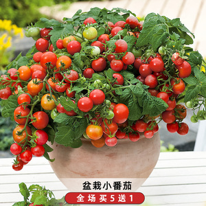 盆栽小番茄种子矮生珍珠小西红柿圣女果水果蔬菜种籽阳台庭院室内