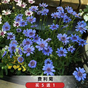 蓝费利菊种籽异叶蓝雏菊玛格丽特阳台庭院花园可盆栽易爆盆草花籽