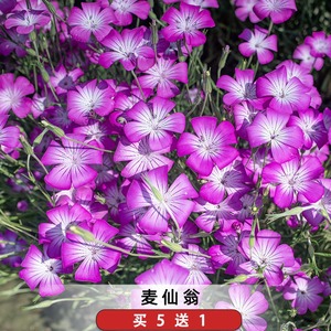 麦仙翁种子50粒粉紫色麦毒草籽花坛花镜室外阳台盆栽耐寒春秋季播
