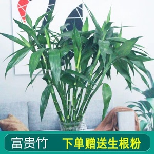 富贵竹花水养客厅水培植物粗枝转运竹绿植盆栽室内净化空气鲜花