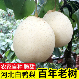 白梨水果,梨水果,白梨是什么梨(第3页)_大山谷图库